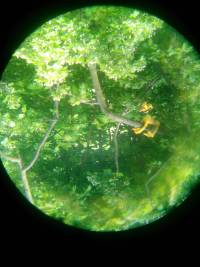 Pluto trough the telescope with a 25mm eyepiece. It is hung upside down in a tree.